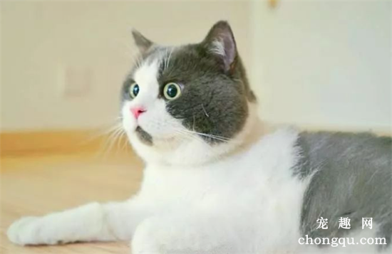 猫喘气急促伴有吭哧声怎么办