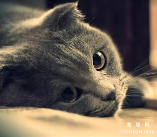 猫喘气急促伴有吭哧声怎么办