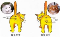 <b>第一次养猫，公猫和母猫哪个好养？</b>