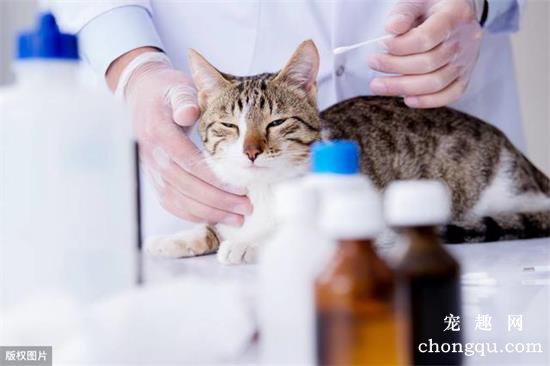猫咪耳螨怎么彻底清除？