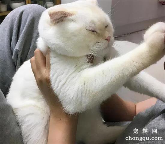 家里猫咪不让抱怎么办？