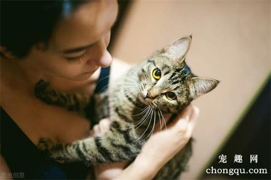 家里猫咪不让抱怎么办？