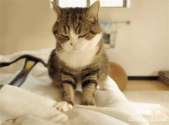 <b>猫咪为什么喜欢踩奶？</b>