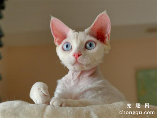 不掉毛的德文卷毛猫好养吗？