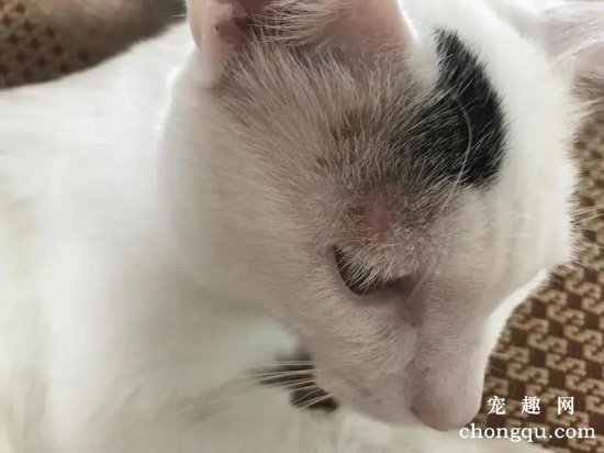 猫癣怎么治好？