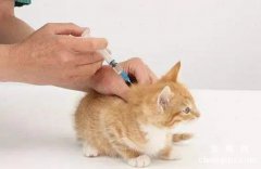 <b>家养猫要打几针疫苗？</b>