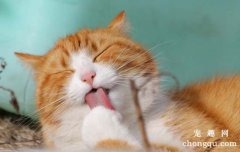 <b>猫毛球症可以自愈吗?</b>