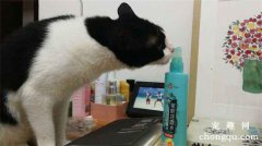 六神花露水猫咪可以闻吗？