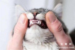 <b>猫咪是从几个月开始换牙？</b>