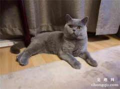 <b>蓝猫母猫发腮吗</b>