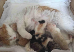 <b>猫妈妈为什么要把小猫藏起来</b>