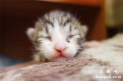 <b>猫崽几天能睁眼和走路？</b>