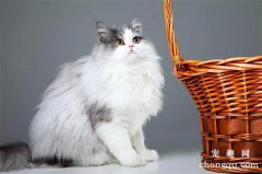 <b>七种超适合新手养的猫咪</b>