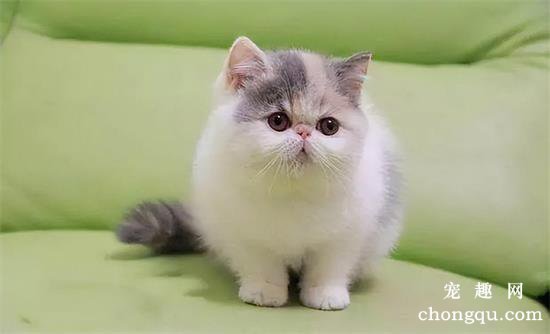 养猫性格分析，啥人养啥猫，你看准不准