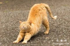 <b>猫咪对着主人伸懒腰是什么意思？</b>