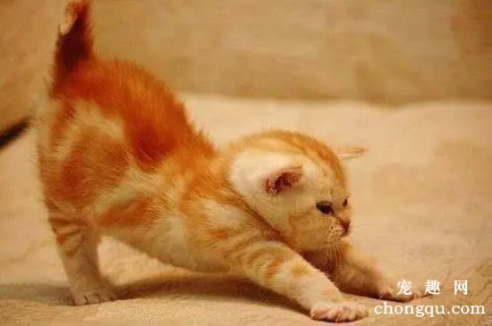 猫咪对着主人伸懒腰是什么意思？