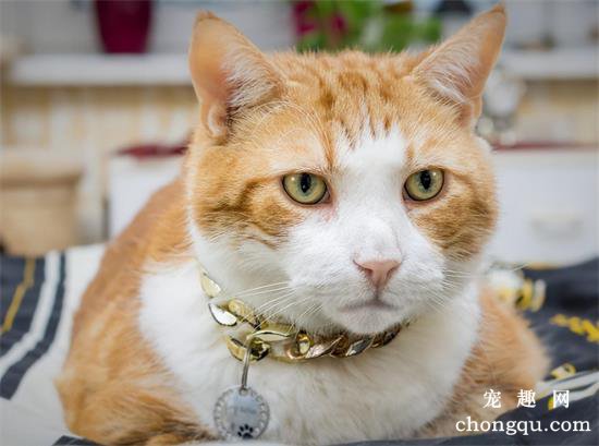 养橘猫会有什么烦人的问题?