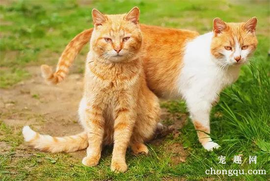 养橘猫会有什么烦人的问题?