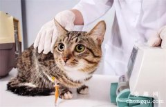 <b>猫咪怎么才能长寿？（猫咪长寿的关键8点）</b>