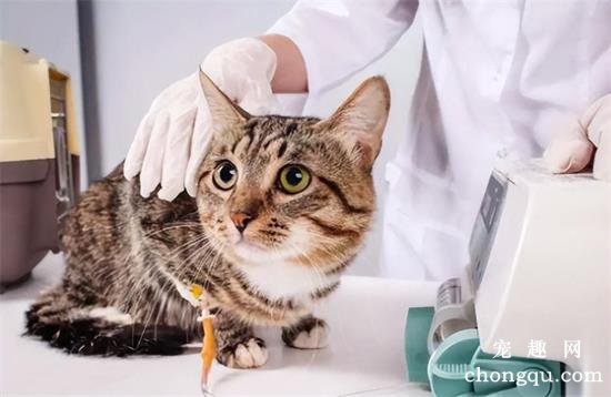 猫咪怎么才能长寿？（猫咪长寿的关键8点）