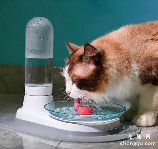 猫咪怎么才能长寿？（猫咪长寿的关键8点）