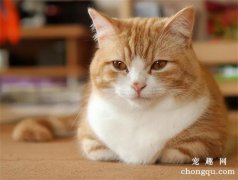 <b>猫咪大爷式揣手手是什么意思？</b>