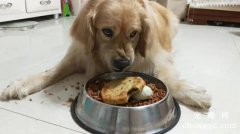 <b>如何训练狗狗护食的坏习惯？</b>