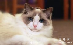 <b>猫咪最喜欢被摸的5个部位，最讨厌被摸的2个部位</b>