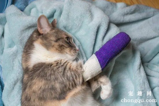 猫咪骨折能自愈吗？猫咪骨折手术多少钱？