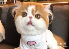 <b>猫咪记得住主人的样子吗？</b>