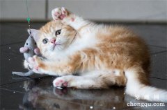 <b>猫咪舔毛、掉毛很厉害，猫咪有毛球是什么症状？</b>
