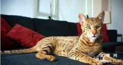 <b>比金子还贵的猫咪品种，阿什拉猫第一，挪威森林猫上榜</b>