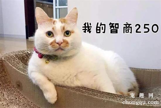 土猫为什么越来越多人养？