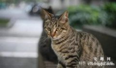 <b>土猫为什么越来越多人养？</b>