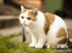 <b>新猫对旧猫哈气要不要制止?</b>