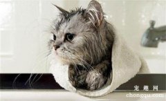 <b>猫怕水如何洗澡？</b>