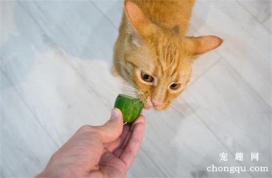 猫能吃黄瓜吗为什么