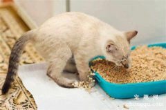 <b>幼猫误食猫砂会有什么症状</b>