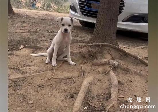 流浪小白狗疯狂追车，追了几十米都没有停：能带我一起回家吗？