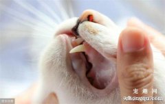 <b>猫牙掉了还会长出来吗？</b>