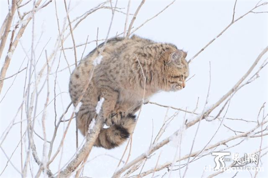 草原斑猫是几级保护动物？
