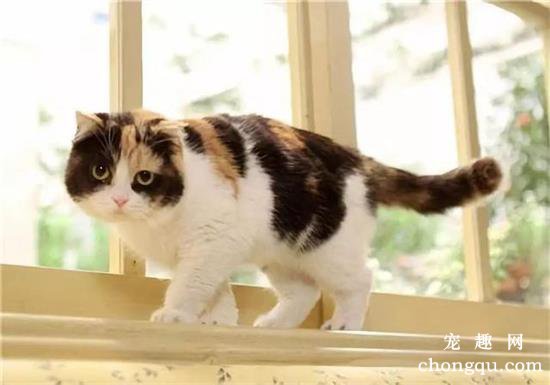 三花猫为什么都是母的呢？