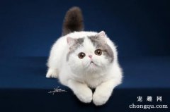 <b>五种常见猫咪的寿命是多少年？</b>