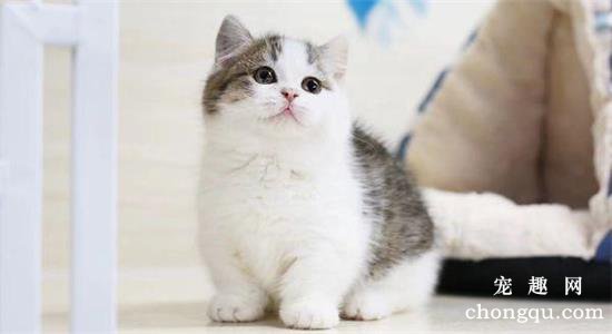五种常见猫咪的寿命是多少年？