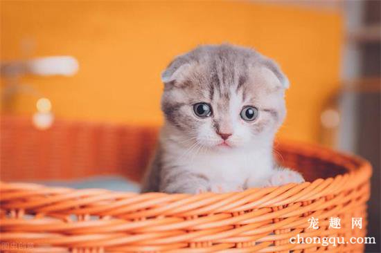 五种常见猫咪的寿命是多少年？