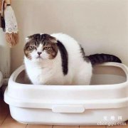 <b>猫屎为什么那么臭？</b>