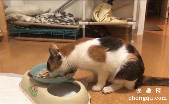 猫屎为什么那么臭？
