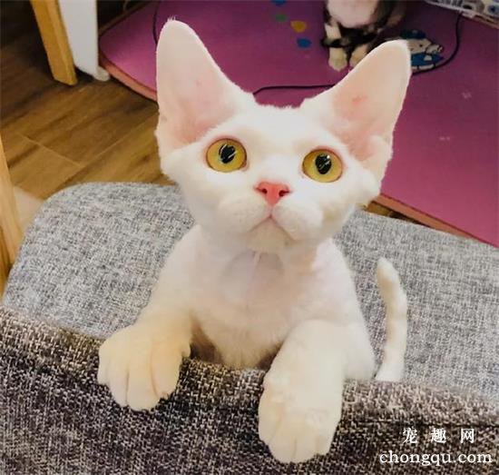 五种掉毛比较少的猫咪