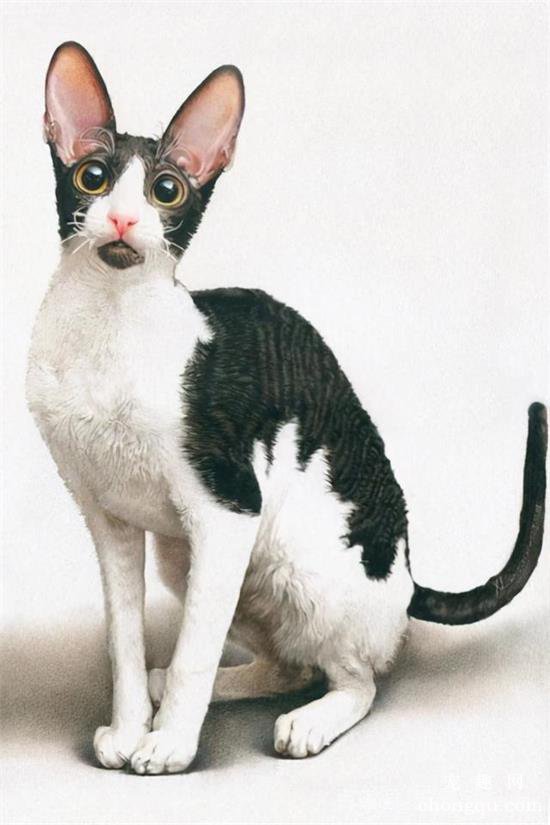 五种掉毛比较少的猫咪