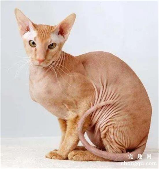 五种掉毛比较少的猫咪